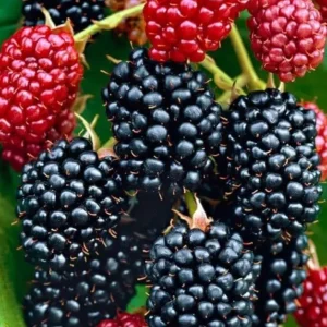 2 Osage Thornless Blackberry Live Plants – Sweet, Juicy Fruit – USDA Zones 5-9 - Image 2