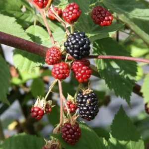 2 Osage Thornless Blackberry Live Plants – Sweet, Juicy Fruit – USDA Zones 5-9 - Image 3
