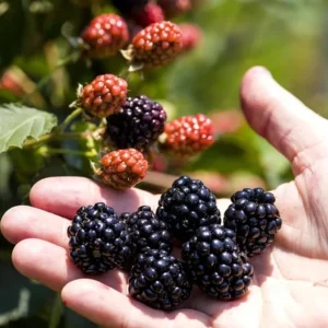 2 Osage Thornless Blackberry Live Plants – Sweet, Juicy Fruit – USDA Zones 5-9 - Image 4