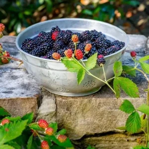2 Osage Thornless Blackberry Live Plants – Sweet, Juicy Fruit – USDA Zones 5-9 - Image 5