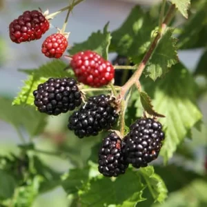 2 Osage Thornless Blackberry Live Plants – Sweet, Juicy Fruit – USDA Zones 5-9 - Image 1