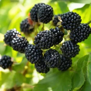 2 Ouachita Blackberry Live Plants - Thornless, Sweet Fruit, 4-6