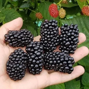 2 Ouachita Blackberry Live Plants - Thornless, Sweet Fruit, 4-6