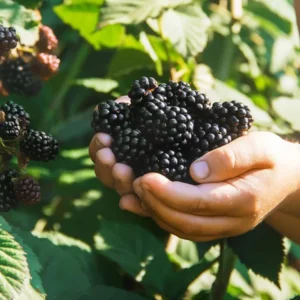 2 Ouachita Blackberry Live Plants - Thornless, Sweet Fruit, 4-6