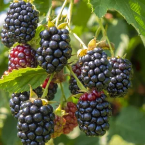 2 Ouachita Blackberry Live Plants - Thornless, Sweet Fruit, 4-6