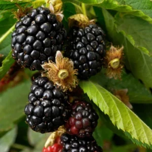 2 Ouachita Blackberry Live Plants - Thornless, Sweet Fruit, 4-6