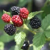 2 Ouachita Blackberry Live Plants - Thornless, Sweet Fruit, 4-6" Tall, USDA Zones 5-9 - Image 1