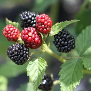 2 Ouachita Blackberry Live Plants - Thornless, Sweet Fruit, 4-6