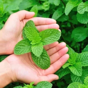 2 Peppermint Live Plants – Starter Herb – Fragrant Green Leaves – 4-6 inches tall - Image 10