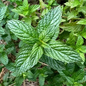 2 Peppermint Live Plants – Starter Herb – Fragrant Green Leaves – 4-6 inches tall - Image 2