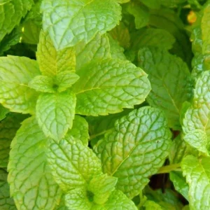 2 Peppermint Live Plants – Starter Herb – Fragrant Green Leaves – 4-6 inches tall - Image 3