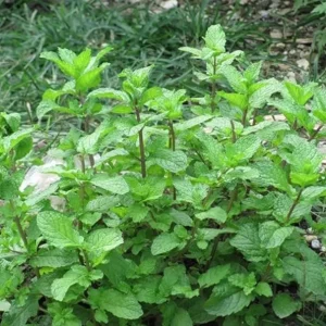 2 Peppermint Live Plants – Starter Herb – Fragrant Green Leaves – 4-6 inches tall - Image 4
