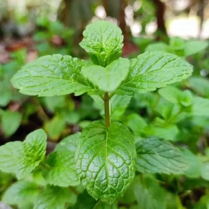 2 Peppermint Live Plants – Starter Herb – Fragrant Green Leaves – 4-6 inches tall - Image 1