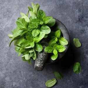 2 Peppermint Live Plants – Starter Herb – Fragrant Green Leaves – 4-6 inches tall - Image 7