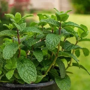 2 Peppermint Live Plants – Starter Herb – Fragrant Green Leaves – 4-6 inches tall - Image 8