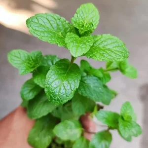2 Peppermint Live Plants – Starter Herb – Fragrant Green Leaves – 4-6 inches tall - Image 9