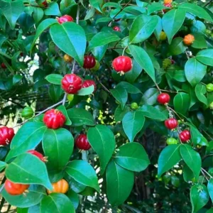 2 Surinam Cherry Live Plants - 4-6