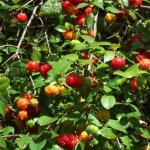 2 Surinam Cherry Live Plants - 4-6