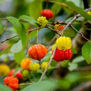 2 Surinam Cherry Live Starter Plants - 4-6