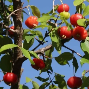 2 Surinam Cherry Live Starter Plants - 4-6