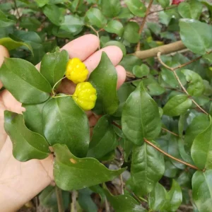 2 Surinam Cherry Live Starter Plants - 4-6