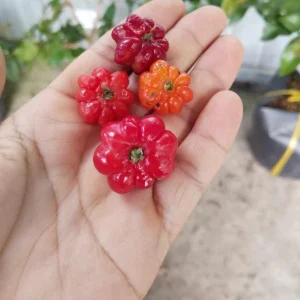 2 Surinam Cherry Live Starter Plants - 4-6