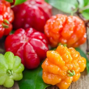 2 Surinam Cherry Live Starter Plants - 4-6