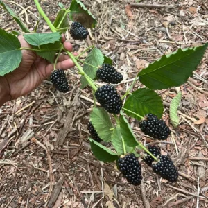2 Thornless Blackberry Live Plants – Sweet Fruit – Primocane-Fruiting – USDA Zones 6-9 - Image 2