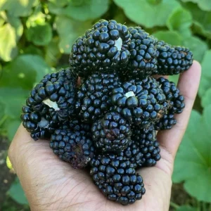 2 Thornless Blackberry Live Plants – Sweet Fruit – Primocane-Fruiting – USDA Zones 6-9 - Image 3