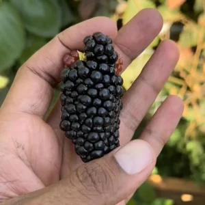 2 Thornless Blackberry Live Plants – Sweet Fruit – Primocane-Fruiting – USDA Zones 6-9 - Image 4