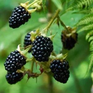 2 Thornless Blackberry Live Plants – Sweet Fruit – Primocane-Fruiting – USDA Zones 6-9 - Image 5