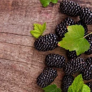 2 Thornless Blackberry Live Plants – Sweet Fruit – Primocane-Fruiting – USDA Zones 6-9 - Image 6