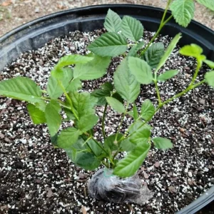 2 Thornless Blackberry Live Plants – Sweet Fruit – Primocane-Fruiting – USDA Zones 6-9 - Image 7