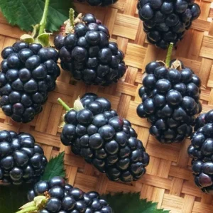 2 Thornless Blackberry Live Plants – Sweet Fruit – Primocane-Fruiting – USDA Zones 6-9 - Image 8