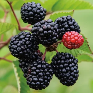 2 Thornless Blackberry Live Plants – Sweet Fruit – Primocane-Fruiting – USDA Zones 6-9 - Image 1