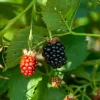 2 Thornless Blackberry Live Plants – Von Variety – Sweet Black Fruit – Starter Plants - Image 1