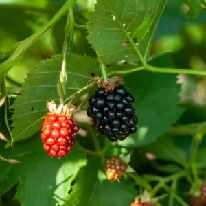2 Thornless Blackberry Live Plants – Von Variety – Sweet Black Fruit – Starter Plants - Image 1