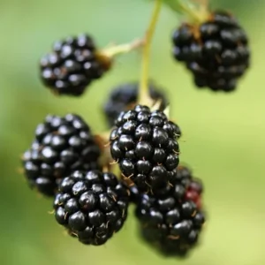 2 Thornless Blackberry Live Plants – Von Variety – Sweet Black Fruit – Starter Plants - Image 2