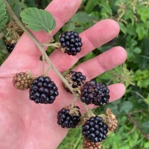 2 Thornless Blackberry Live Plants – Von Variety – Sweet Black Fruit – Starter Plants - Image 3