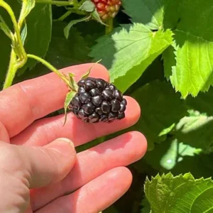 2 Thornless Blackberry Live Plants – Von Variety – Sweet Black Fruit – Starter Plants - Image 4