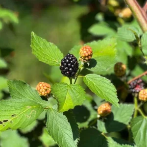 2 Thornless Blackberry Live Plants – Von Variety – Sweet Black Fruit – Starter Plants - Image 5