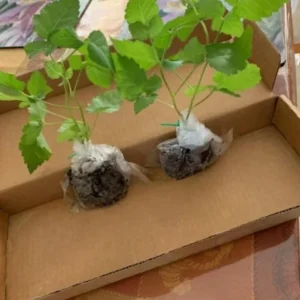 2 Thornless Blackberry Live Plants – Von Variety – Sweet Black Fruit – Starter Plants - Image 6