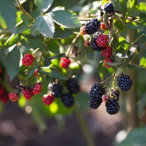 2 Thornless Blackberry Live Plants – Von Variety – Sweet Black Fruit – Starter Plants - Image 8