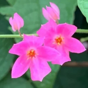 4 Mexican Creeper Live Starter Plants – Pink Flowering Vine – 4-6
