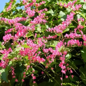 4 Mexican Creeper Live Starter Plants – Pink Flowering Vine – 4-6