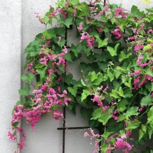 4 Mexican Creeper Live Starter Plants – Pink Flowering Vine – 4-6