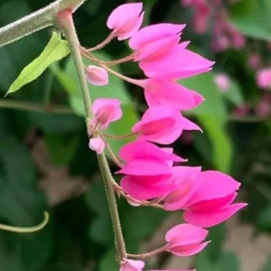 4 Mexican Creeper Live Starter Plants – Pink Flowering Vine – 4-6