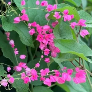 4 Mexican Creeper Live Starter Plants – Pink Flowering Vine – 4-6