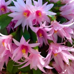 Easter Cactus Live Houseplant in 2 inch Pot - Vibrant Spring Blooms