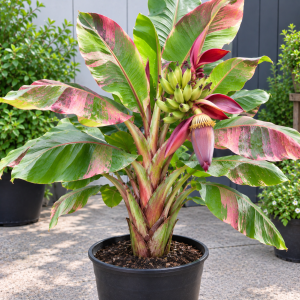 Nam Wah Banana Live Plant – 4-6" Tall Dwarf Fruit Tree – Indoor/Outdoor Tropical Foliage